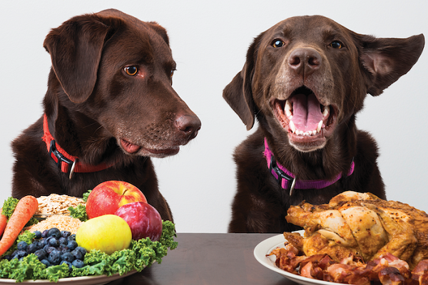 Are Dogs Carnivores or Omnivores