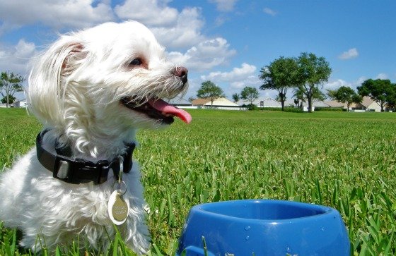 Plant-Protein Meals in Dog Food