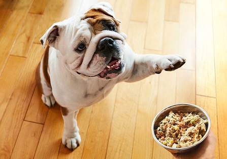 The Truth About Lamb Meal in Dog Food