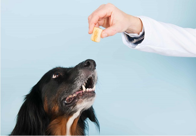 Does Your Dog Need A Veterinary Diet?doglikesbest