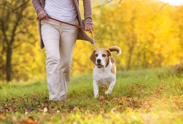 If an Off-leash Dog Approaches You While You Are Walking a Dog?