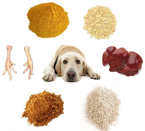 What are By-products in Dog Food