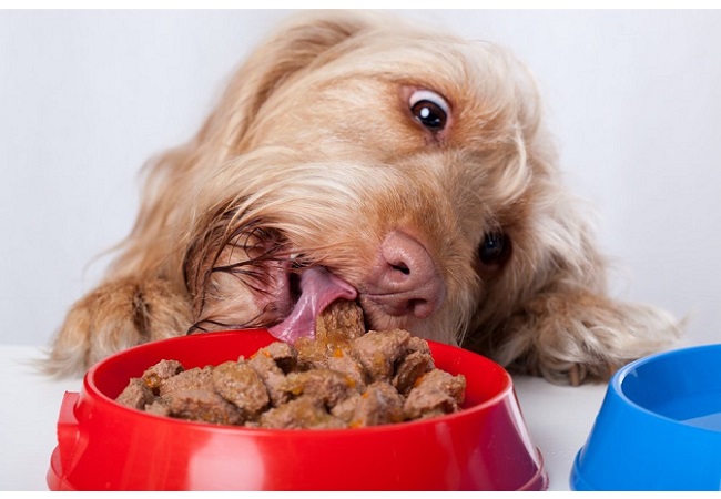 What is Duck meal in dog food?