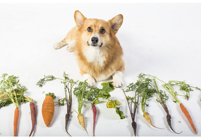 Vet approved homemade Recipes Does your Dog need a Vet approved diet?