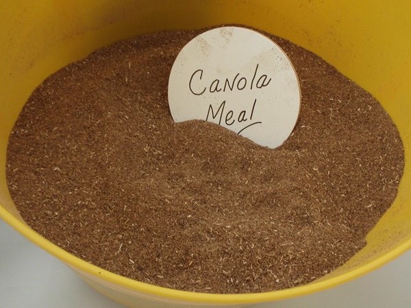 Canola Meal in Dog Food