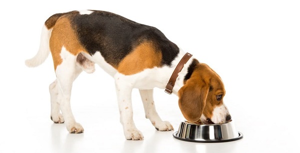 Canola Meal in dog food Canola Meal in dog food