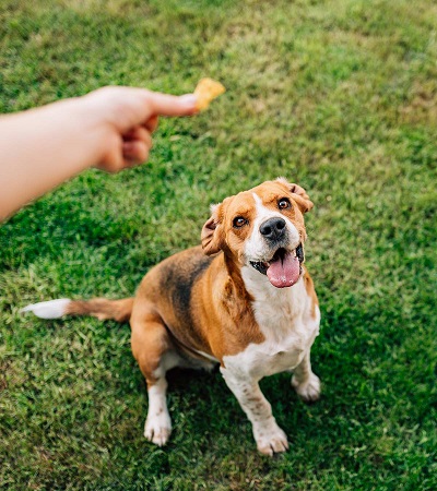 Leash training with help of treats