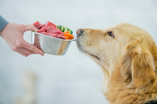 carnivore diet for dogs