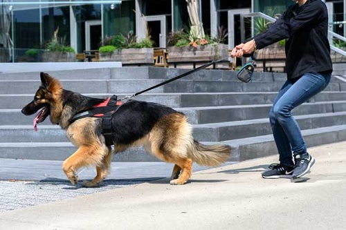 How to Leash Train an Older Dog?