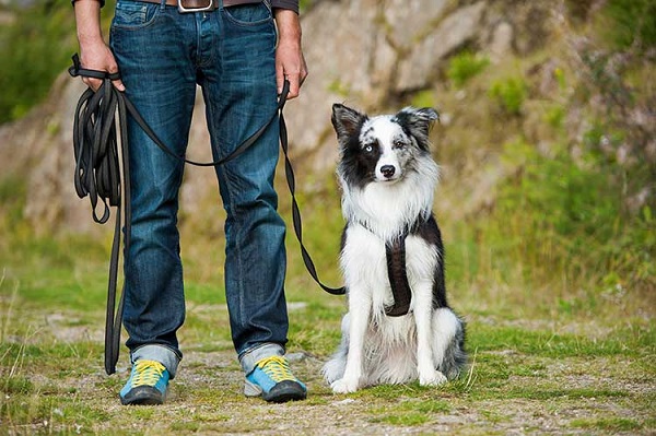 Leash Training Older Dog