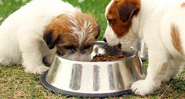 Chicken Meal in Dog Food