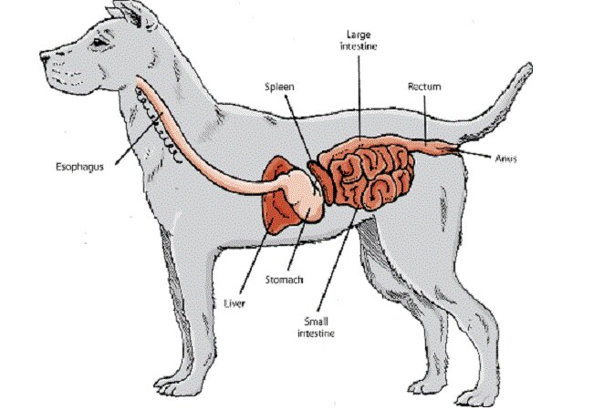 Dog's Digestive System