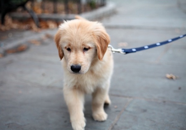 How to Teach a Puppy to Walk on a Leash