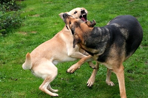 Off Leash Dogs Fighting