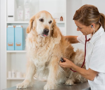 Vet Prescription diets for dogs