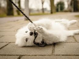 Puppy Biting His Leash Puppy Biting on Leash