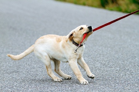 Puppy Pulling on Leash Puppy Pulling on Leash