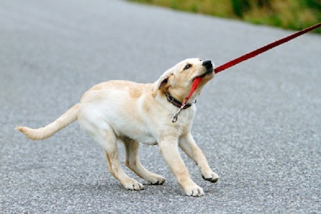 Puppy Pulling on Leash