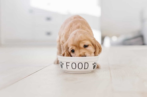 Rendered Ingredients in Dog Food
