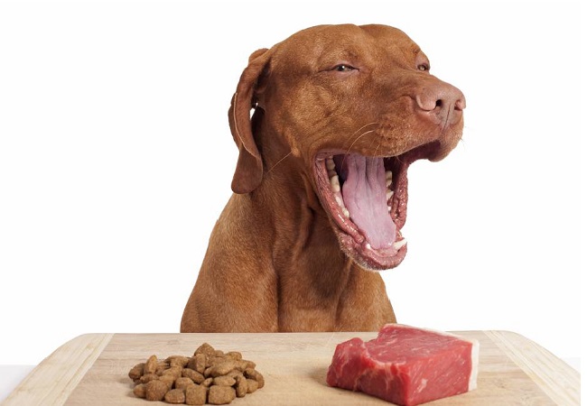 Turkey Meal in Dog Food Turkey Meal in Dog Food
