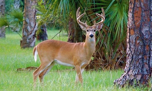 Venison Meal in Dog Food