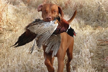 Can Dog eat Duck? Duck meal in dog Food