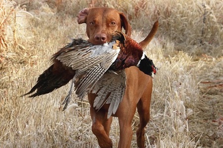 Duck meal in dog Food