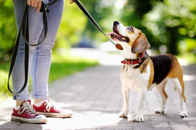 Leash train a puppy Leash train a puppy
