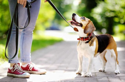 Leash train a puppy