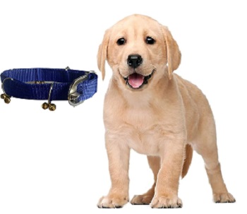 How to teach a puppy to walk on leash