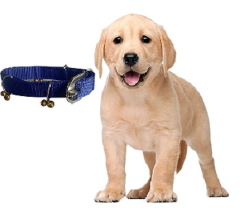 How to teach a puppy to walk on leash How to teach a puppy to walk on leash