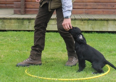 Leash training a puppy