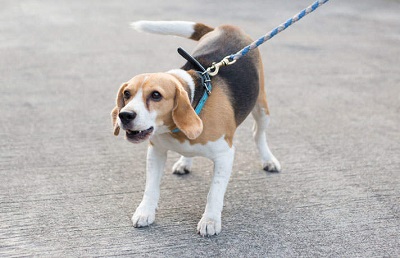 Leash training puppy