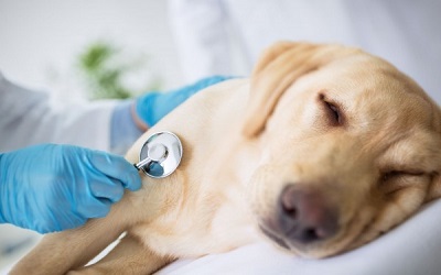 Does your dog need a Vet Diets? Why your dog may need a Therapeutic Diet