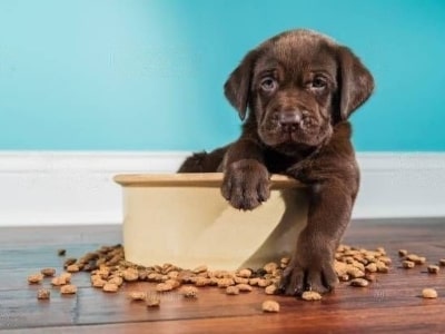 Dog eats food Dog eats food