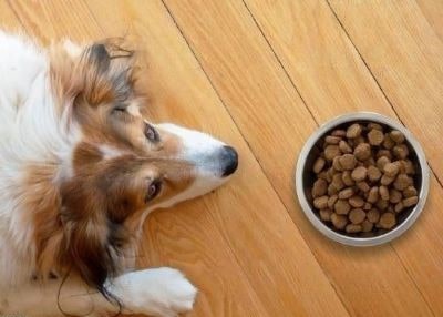 Dog is bored Dog is bored