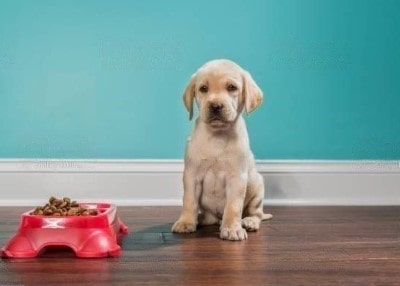 Dog not hungry Dog not hungry