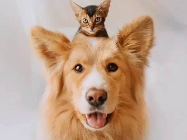 Dogs friendly with cats