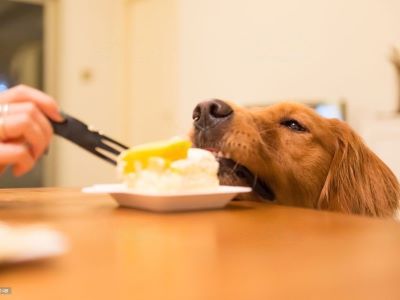 Dog wants to eat with you