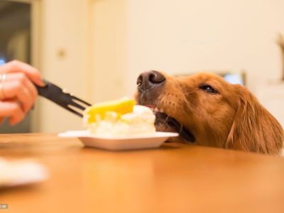 Dog wants to eat with you Dog wants to eat with you