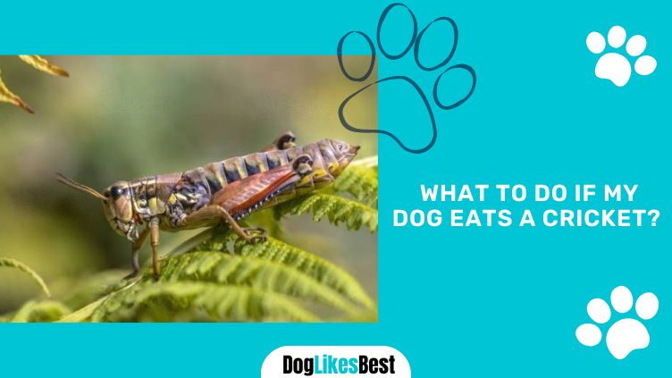 Dog Ate Cricket