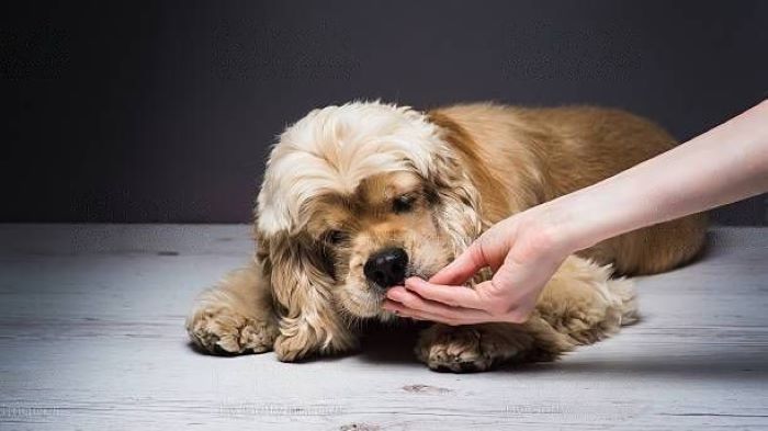 Dog Won't Eat Unless Hand-Fed Dog Won't Eat Unless Hand Fed