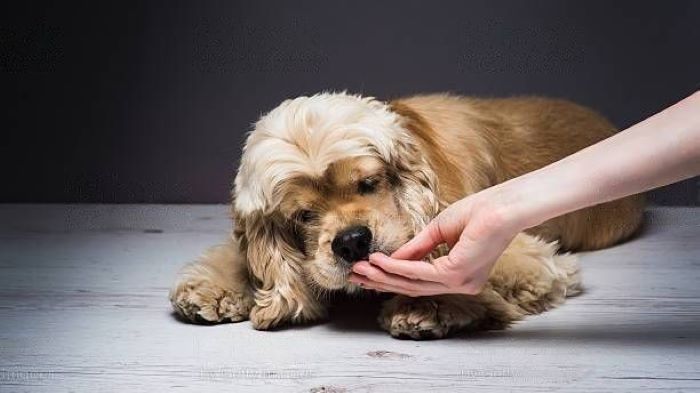 Dog Won't Eat Unless Hand Fed