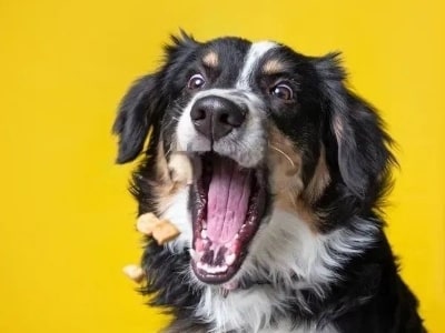 Dog scared Dog scared