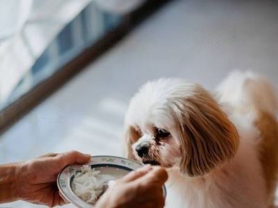 Dog hand is busy Dog hand is busy