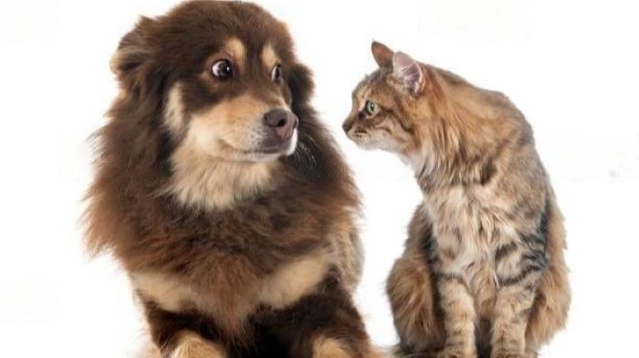 Are dog scared of cats