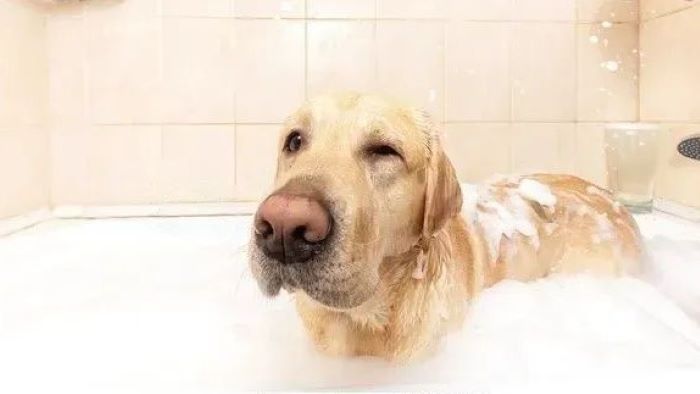 dog consumes soapy water
