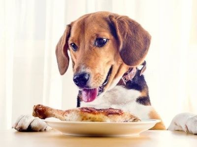 dog having roasted chicken