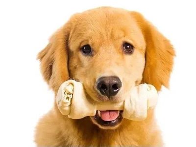 Dog eat Rawhide Dog eat Rawhide
