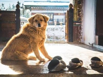 dog likes shoes smell dog likes shoes smell